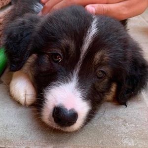 Meet your Posher, Taylor & aiden